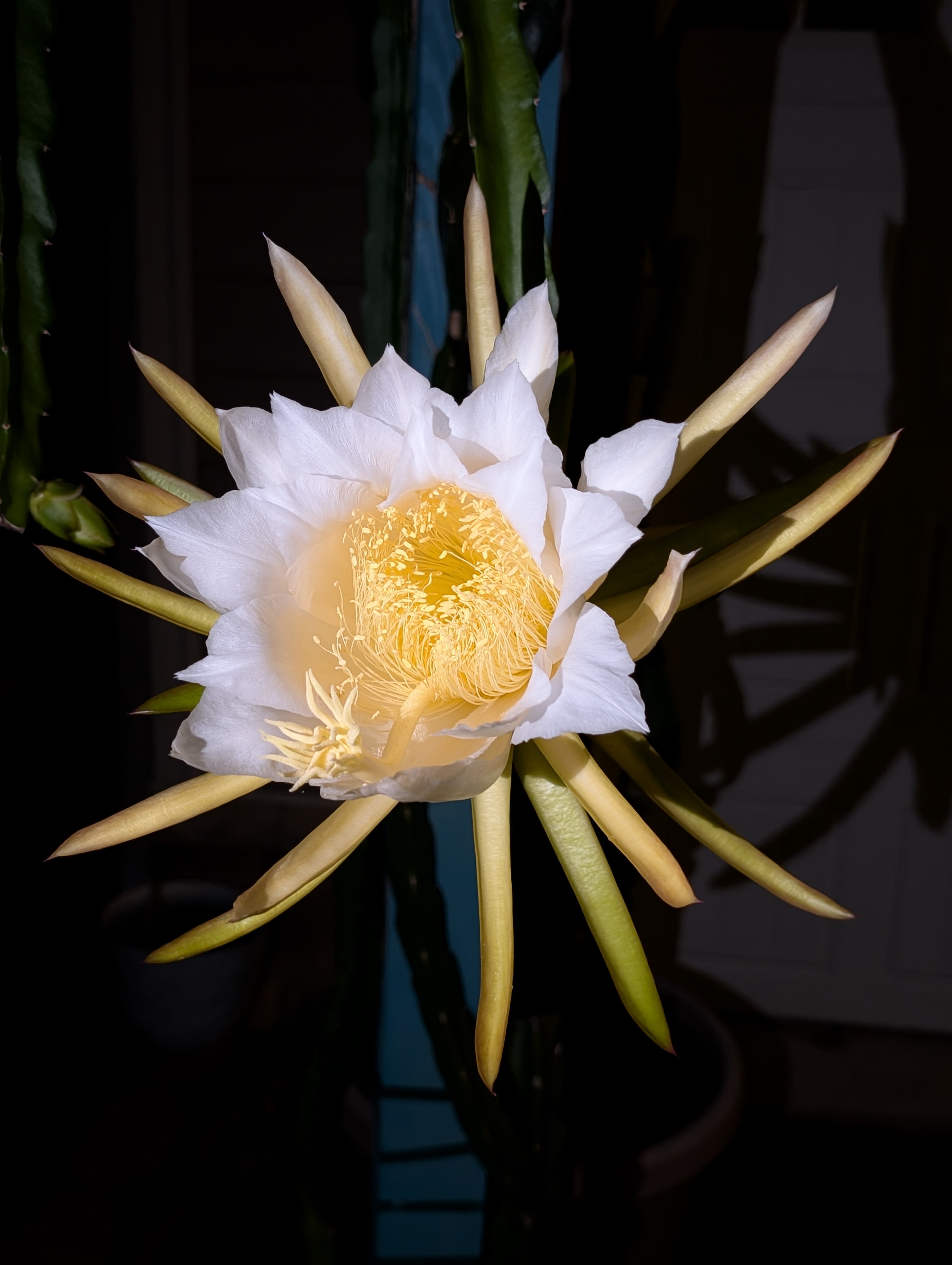 flor