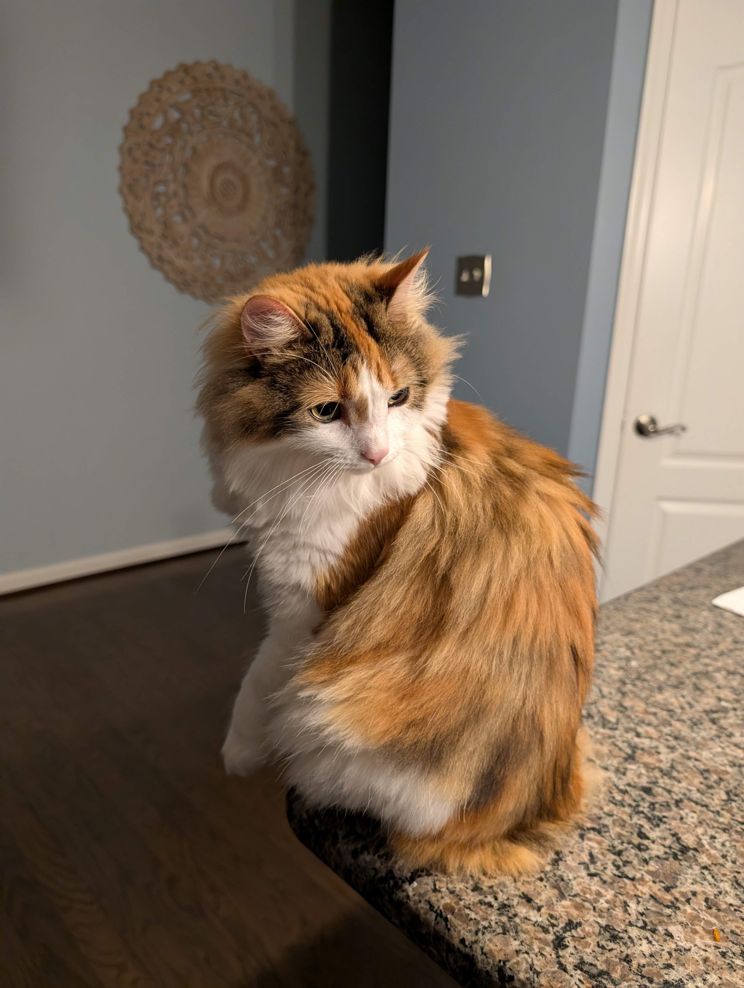 majestic nova