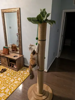 nova en su nueva torre