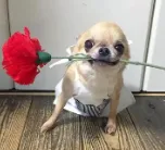 chihuahua monísimo