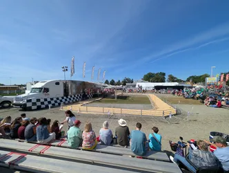 carrera de cerdos